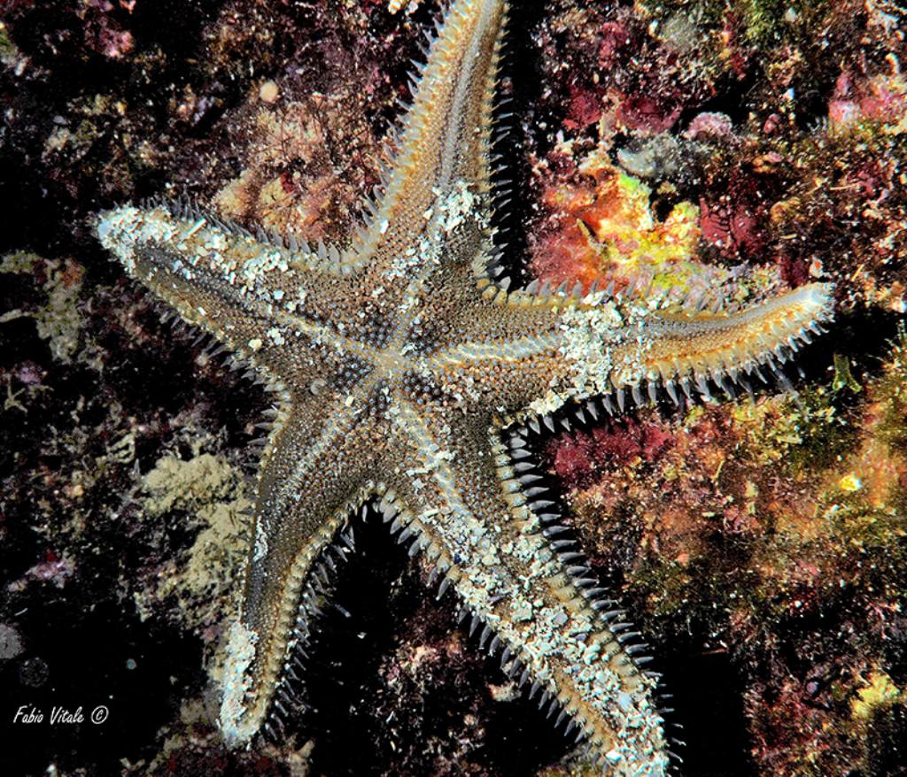 Due Astropecten da Santa Maria al Bagno (LE)